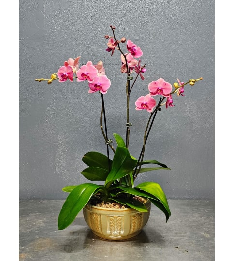 The Farmers Trio Orchid Planter. An arrangement by The Farmers Petals.