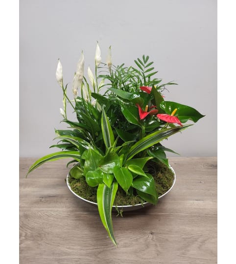 Slice of Paradise. An arrangement by The Farmers Petals.
