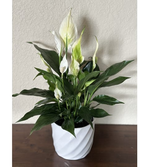 Peaceful Peace Lily Plant. An arrangement by Loyalist Flowers.