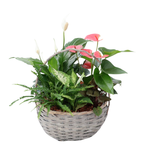 Joyful Wicker Basket Planter. An arrangement by Loyalist Flowers.