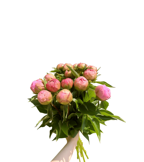Light Pink Peony (15 Stems)