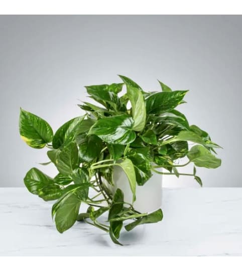 Perfect Pothos. An arrangement by Fletcher Heights Florist.