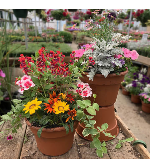10 Mixed Patio Pot. An arrangement by Colonial Gardens Florist And Greenhouses.