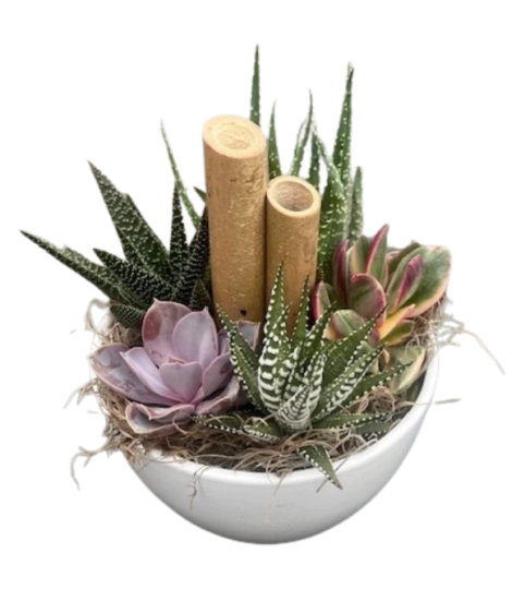 White Succulent Kitty Bowl. An arrangement by Loyalist Flowers.