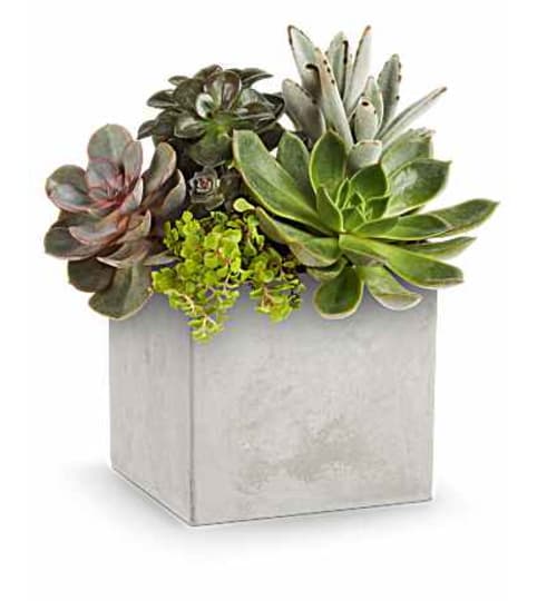 Teleflora's Concreate Oasis Succulent planter. An arrangement by Nicol Florist.