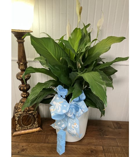 Welcome Baby Green Plant (specify boy, girl, or gender neutral). An arrangement by The Flower Box Florist.