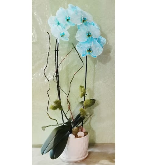 Sally's BLUE ORCHID - POTTED. An arrangement by Triple A Florist.
