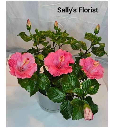 Pink Hibiscus. An arrangement by Triple A Florist.