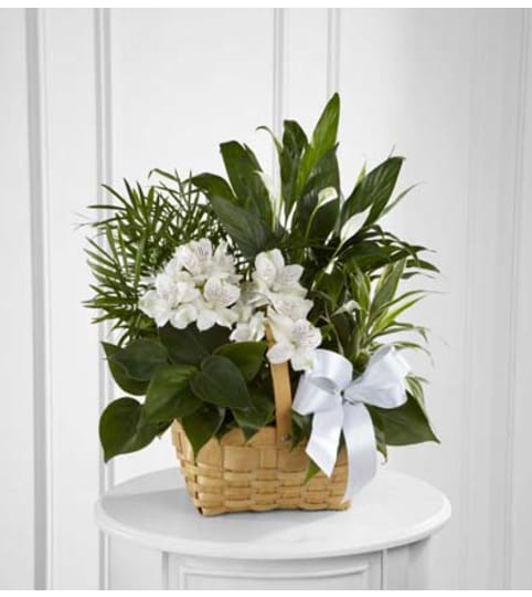 Peace and Serenity Dishgarden. An arrangement by Sueppel's Flowers.