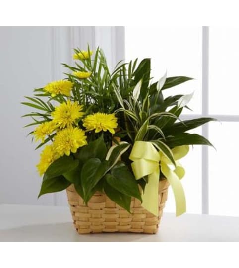 Loving Light Dishgarden. An arrangement by Sueppel's Flowers.