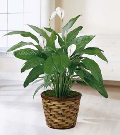Spathiphyllum Plant. An arrangement by Sueppel's Flowers.