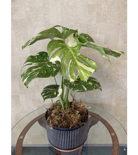 Thai Constellation Monstera. An arrangement by Mayfield Flowers.