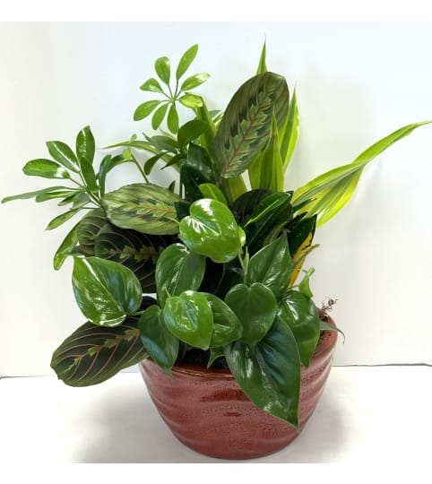 Ceramic Dish Garden. An arrangement by Brown Floral and Fudge.