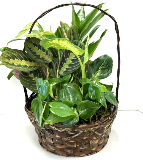 Wicker Dish Garden. An arrangement by Brown Floral and Fudge.
