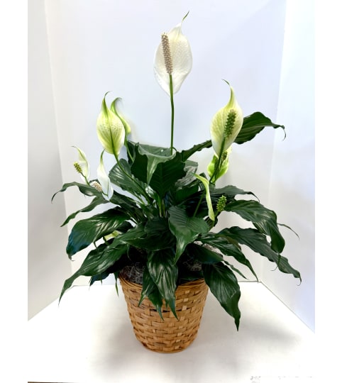 Spathiphyllum (Peace Lily). An arrangement by Brown Floral and Fudge.
