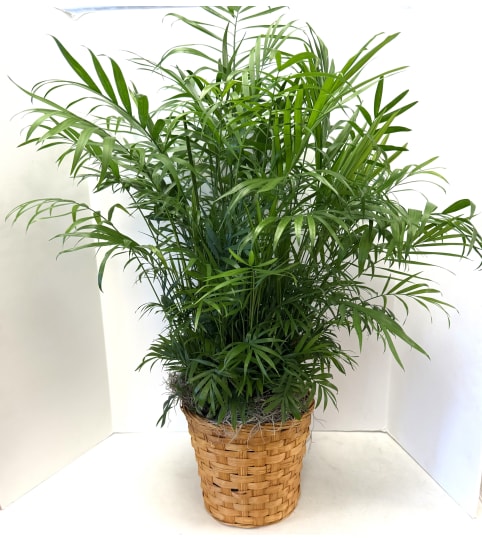 Palm Plant. An arrangement by Brown Floral and Fudge.