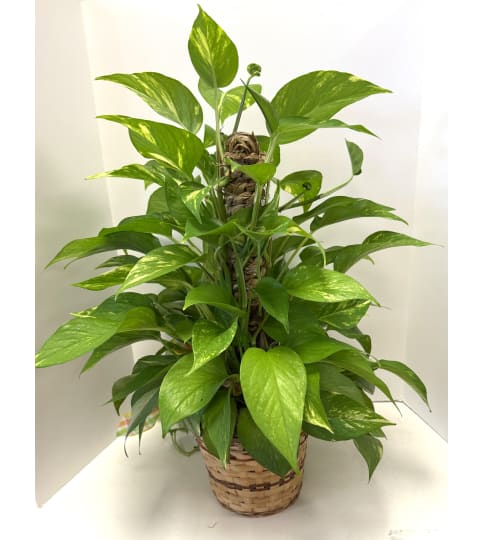 Pothos Pole. An arrangement by Brown Floral and Fudge.