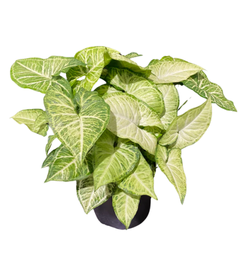 White Butterfly Syngonium. An arrangement by Loyalist Flowers.