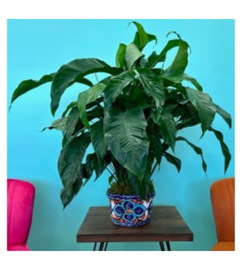 Premium Peace Lily. An arrangement by Petals and Co..