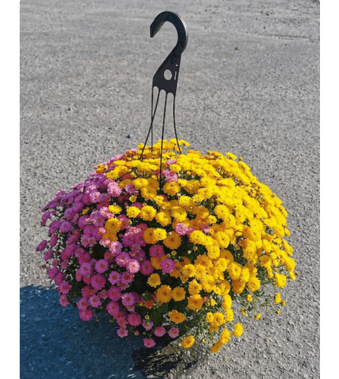 Sally's Fall Chrysanthemums Plant. An arrangement by Triple A Florist.