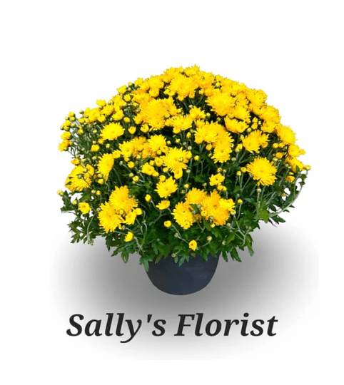 Sally's Golden Harvest Mums Plant. An arrangement by Triple A Florist.