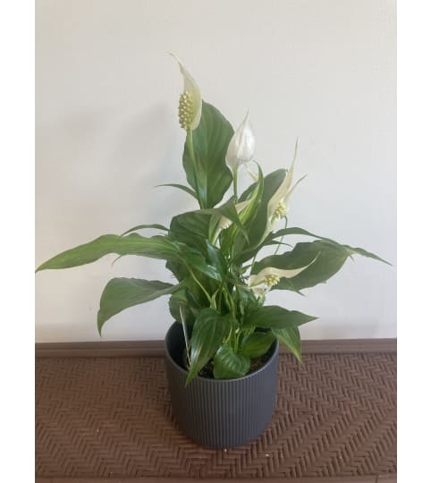 Peace Lily - 4. An arrangement by Mayfield Flowers.