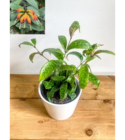 Aeschynanthus longicaulis (Lipstick Plant) 'Black Pagoda' - 4. An arrangement by Mayfield Flowers.
