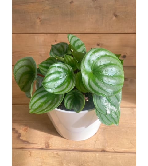 Peperomia argyreia (Watermelon Peperomia) - 6. An arrangement by Mayfield Flowers.
