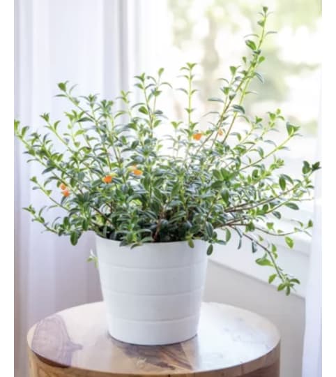 Goldfish Plant. An arrangement by The Flower Box Florist.