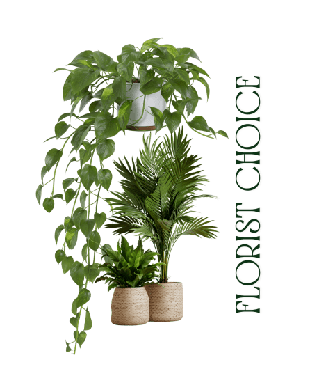 Florist Choice Green Plant. An arrangement by Flower Barn.