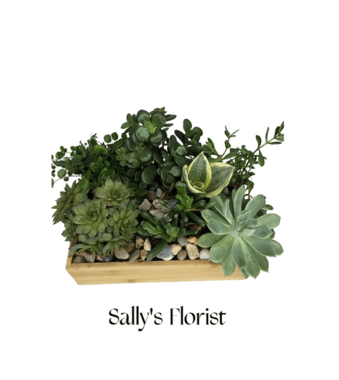Sally’s Designer Choice - Succulent Planter. An arrangement by Triple A Florist.