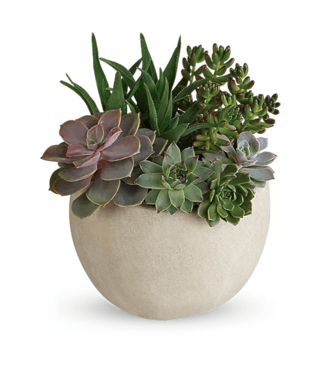 Desert Beauty Succulent Garden. An arrangement by Triple A Florist.