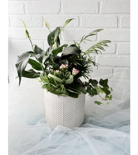 White ceramic Dish Garden. An arrangement by Brooklin Floral and Garden Shoppe Inc..