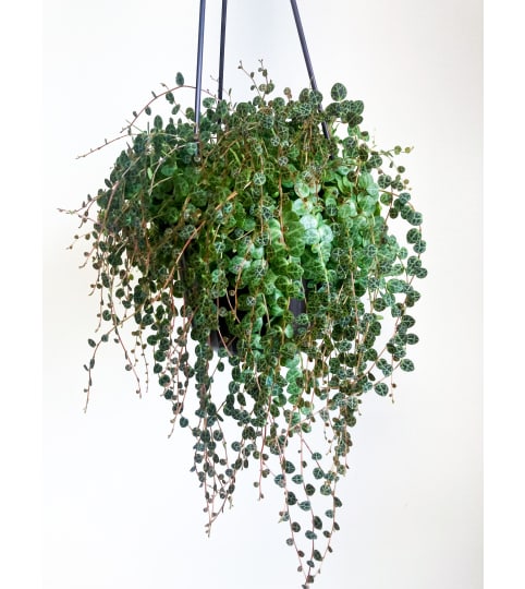Peperomia prostrata (String of Turtles) - 6 Hanging Basket. An arrangement by Mayfield Flowers.