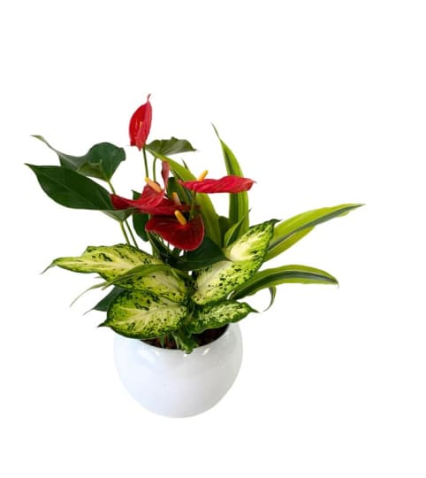 Round Peaceful Planter. An arrangement by Loyalist Flowers.