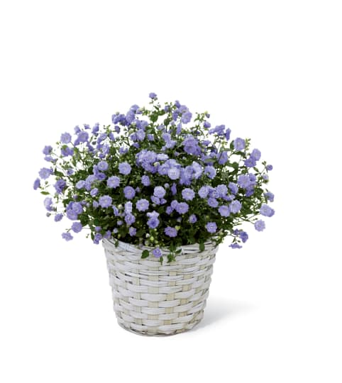 The FTD® Campanula