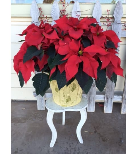 Giant Holiday Poinsettia 