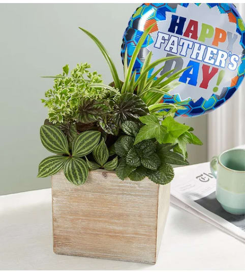 Dishgarden for Dad in Rustic Cube. An arrangement by Garden of Eden Floral.