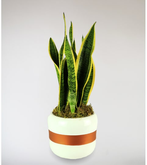 Decorative Snake Plant 