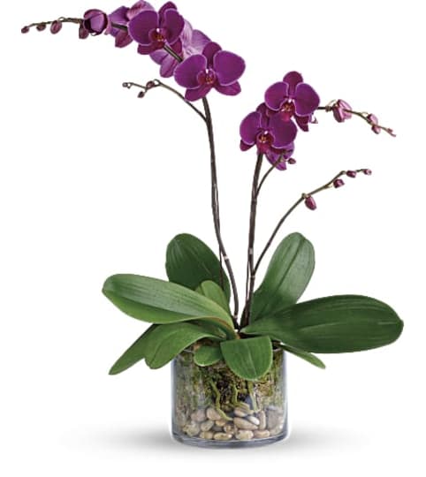 Teleflora's Glorious Gratitude Orchid