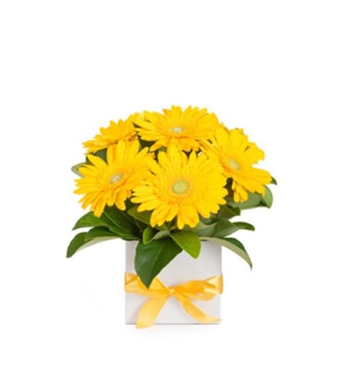 Yellow Gerbera Bouquet