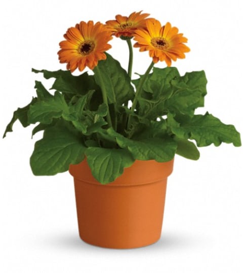 Rainbow Rays Potted Gerbera - Orange