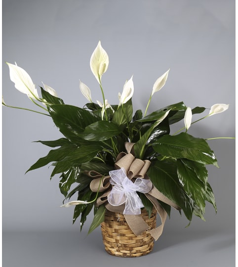 Country Arts Peace Lily