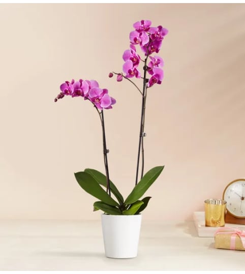 Purple Orchid Plant - Double