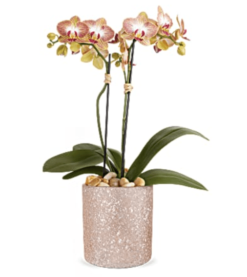 A Teleflora's Sparkling Orchid