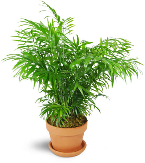 Petite Palm Plant