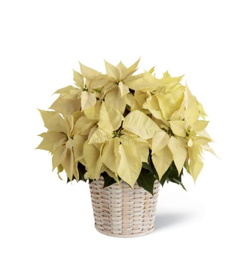 The FTD® White Poinsettia Basket (Large)