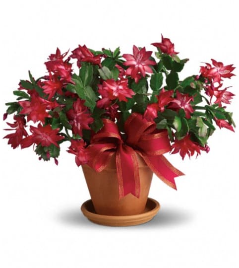 Merry Christmas Cactus