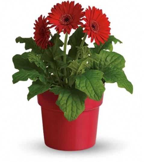 Rainbow Rays Potted Gerbera - Red