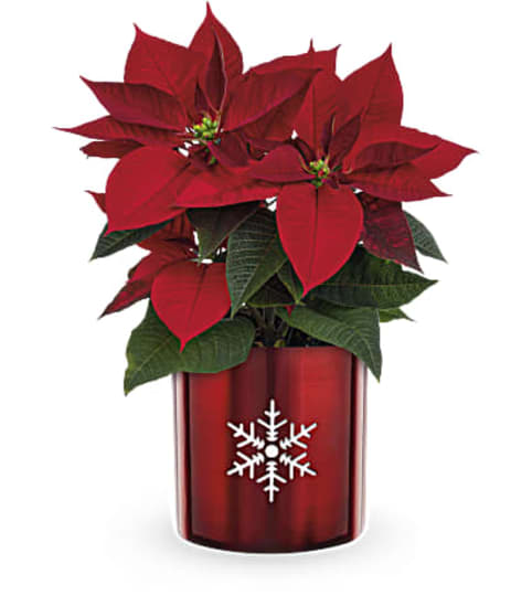 Teleflora's Snowflake Poinsettia